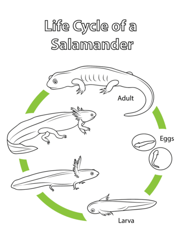 Life Cycle Of A Salamander Coloring Page